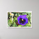 Search for pansies canvas prints Purple