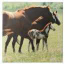 Recherche de poulain cheval carreaux Chevaux
