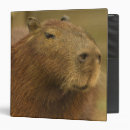Search for capybara office supplies South america