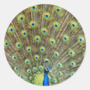 Search for beautiful peacock stickers Nature
