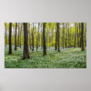 Search for beech posters Woodland