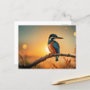 Recherche de martin pêcheur cartes postales Animal