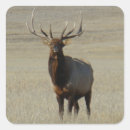 Search for bull elk stickers Wapiti