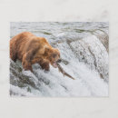 Recherche de ours brun posters 223