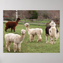 Recherche de visage de lama posters Pour tous