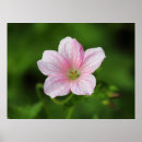 Recherche de géranium posters Plante