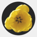 Search for yellow tulip stickers Beautiful