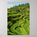 Recherche de bali posters Rizières