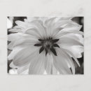 Search for black and white flowers postcards Floral