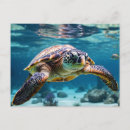 Search for ocean postcards Sea turtle