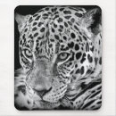 Search for black jaguar electronics Black and white