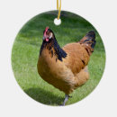 Search for feathers ornaments Plumage