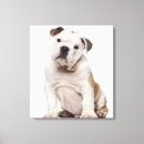 Search for brussels canvas prints Domestic animals