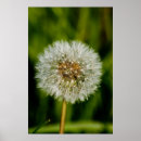 Search for dandelion blowing posters Seeds