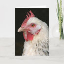 Search for hens cards Poultry