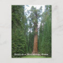 Search for sherman postcards California