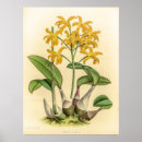 Search for flava Botanical