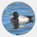 Search for black duck stickers Black and white
