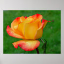 Search for hybrid tea rose posters Photography