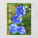 Search for blue wildflower postcards Wildflowers