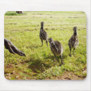 Search for baby chicks mousepads Wildlife