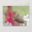 Search for shield postcards Animal