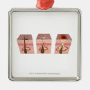 Search for human body part ornaments Front