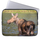 Search for feed electronics Cow