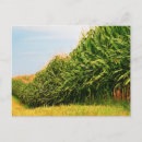 Search for cropping postcards Usa