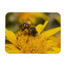 Recherche de pollen magnets Animal