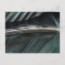 Search for black feathers postcards Photograph