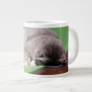Search for animal images mugs Photography