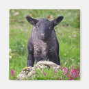 Search for black sheep magnets Farm