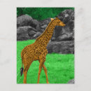 Search for orange color postcards Cute