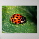Recherche de de coccinelle posters Pour elle