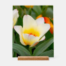 Recherche de tulipe blanche posters Pétales