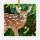 Search for fawn ornaments White tailed deer