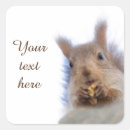 Search for walnut stickers Nature