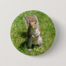 Search for squirrel photos buttons Rodent