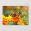 Search for butterfly on black cards Monarch