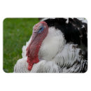 Search for thanksgiving cards Funny