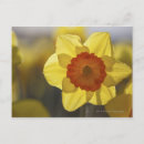 Search for yellow daffodil postcards Plant