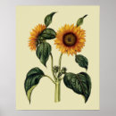 Recherche de tournesol art Antique