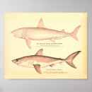 Search for zoology posters Vintage