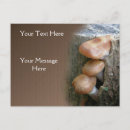 Search for stumping postcards Brown
