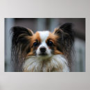Search for papillon dog art Animals
