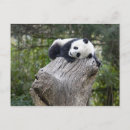 Search for asleep postcards Adorable