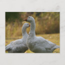 Recherche de oiseau australien cartes postales Photographie