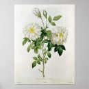 Search for hyacinths posters Flowers
