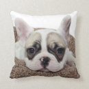 Search for french bulldog puppy pillows Domestic animals
